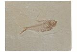 Fossil Fish (Diplomystus) - Wyoming #210078-1